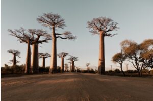 Les baobabs